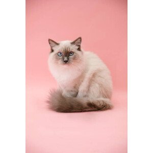 Umělecká fotografie studio portrait of fluffy kitten, Kevin Vandenberghe, (26.7 x 40 cm)