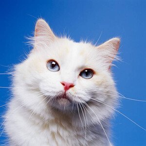 Umělecká fotografie Head of White Cat, GK Hart/Vikki Hart, (40 x 40 cm)