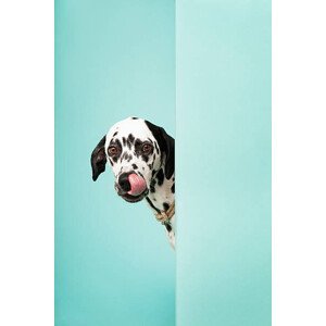 Umělecká fotografie Dalmatian Dog Licking His Nose, Ilka & Franz, (26.7 x 40 cm)