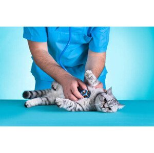Umělecká fotografie Domestic Cat Medical Exam, sefa ozel, (40 x 26.7 cm)