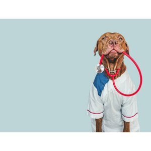 Umělecká fotografie Lovable, pretty puppy, wearing a doctor's coat, Sviatlana Barchan, (40 x 30 cm)