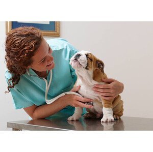 Umělecká fotografie Veterinarian Examining Smiling Bulldog Puppy, LWA, (40 x 30 cm)
