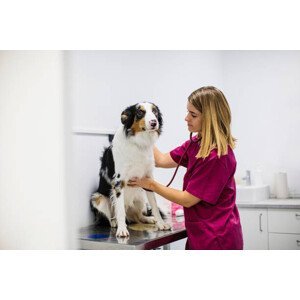 Umělecká fotografie dog medical checkup at veterinary clinic, Lourdes  Balduque, (40 x 26.7 cm)