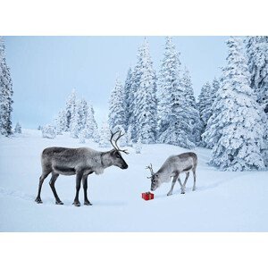 Ilustrace Mother reindeer with her baby and a xmas gift, Per Breiehagen, (40 x 30 cm)