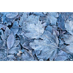 Umělecká fotografie Frosty autumn leaves background, DuchesseArt, (40 x 26.7 cm)