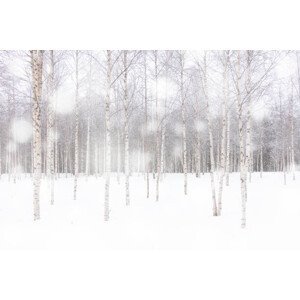 Ilustrace White snowflakes falling over birch tree, Roberto Moiola / Sysaworld, (40 x 26.7 cm)