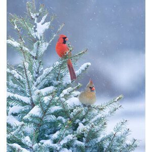 Ilustrace Northern Cardinals perched in a snow, stanley45, (35 x 40 cm)