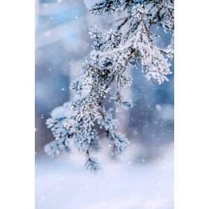Ilustrace Christmas Tree Branches on Frost Forest, oxygen, (26.7 x 40 cm)