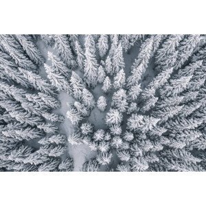 Ilustrace Aerial view of pine trees covered with snow, Nirian, (40 x 26.7 cm)