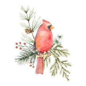 Ilustrace Watercolor vector Christmas bouquet with Bird, ElenaMedvedeva, (35 x 40 cm)