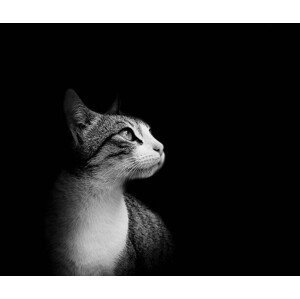 Umělecká fotografie Lovely European cat isolated on black background., nandoviciano, (40 x 35 cm)