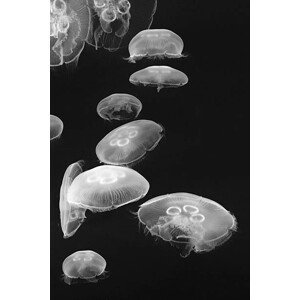 Umělecká fotografie Jellyfish, Lingbeek, (26.7 x 40 cm)