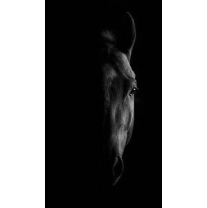 Umělecká fotografie horse, White Water, (22.5 x 40 cm)