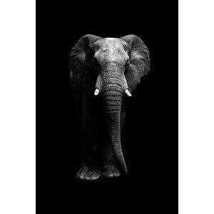 Umělecká fotografie Isolated elephant standing looking at camera, Aida Servi, (26.7 x 40 cm)
