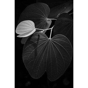 Umělecká fotografie Veins of a leaf, Sergi Escribano, (26.7 x 40 cm)