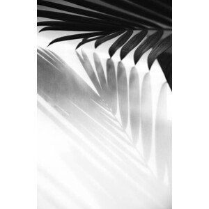 Umělecká fotografie Abstract background of palm leaves shadow, mariiaplo, (26.7 x 40 cm)