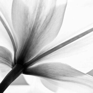 Umělecká fotografie lily flower, letty17, (40 x 40 cm)