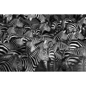 Umělecká fotografie Zebra herd, WLDavies, (40 x 26.7 cm)