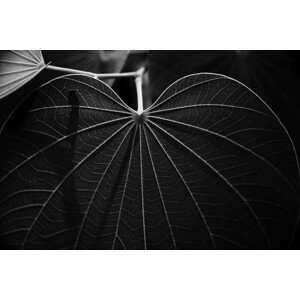 Umělecká fotografie Veins of a leaf, Sergi Escribano, (40 x 26.7 cm)