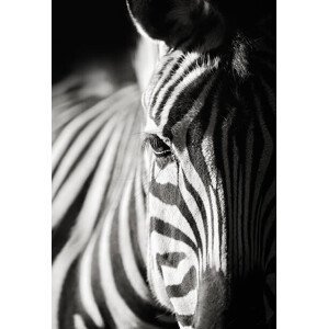 Umělecká fotografie zebra close-up, Freder, (26.7 x 40 cm)