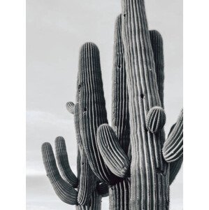 Umělecká fotografie Cactus 1, Kayla Brown, (30 x 40 cm)