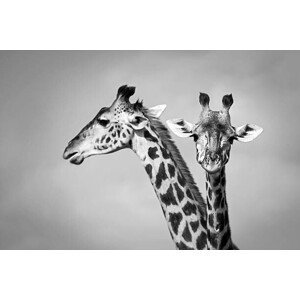 Umělecká fotografie Two giraffe, WLDavies, (40 x 26.7 cm)