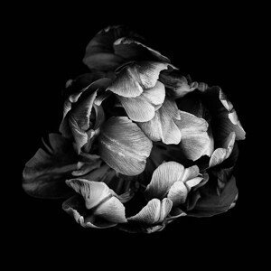 Umělecká fotografie Monochrome double tulip isolated against a, OGphoto, (40 x 40 cm)