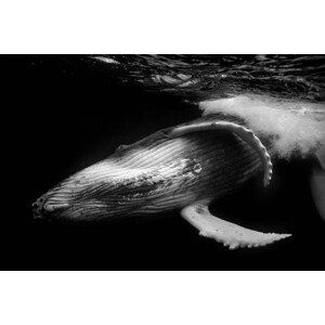 Umělecká fotografie Close up of playful juvenile Humpback, Philip Thurston, (40 x 26.7 cm)