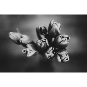 Umělecká fotografie Tulips, Magen Marie Photography, (40 x 26.7 cm)