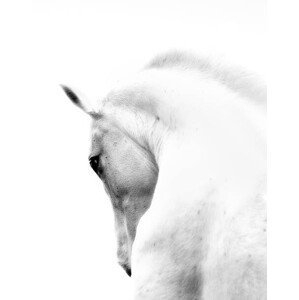 Umělecká fotografie White Stallion Andalusian Horse Neck Kind Eye, 66North, (30 x 40 cm)