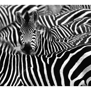 Umělecká fotografie Zebra surrounded with black and white stripes, chantal, (40 x 35 cm)