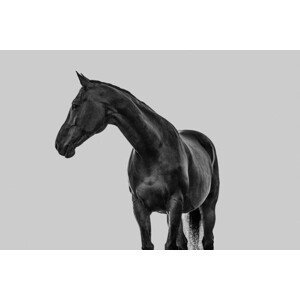 Umělecká fotografie Pferd Portrait vor grauem neutralen Hintergrund, Tabitha Roth, (40 x 26.7 cm)