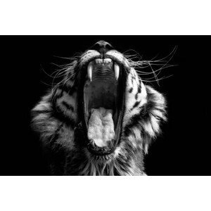 Umělecká fotografie Black & White Tiger, Lakes4life, (40 x 26.7 cm)