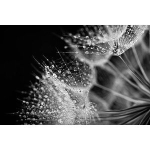 Umělecká fotografie Dandelion seed with water drops, Jasmina007, (40 x 26.7 cm)