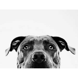 Umělecká fotografie Black and white pit bull dog studio portrait, SensorSpot, (40 x 30 cm)