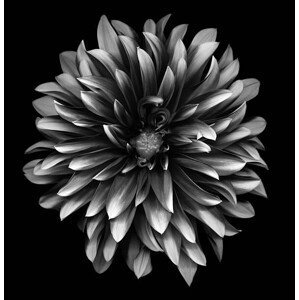 Umělecká fotografie A monochrome dahlia on a black background, OGphoto, (40 x 40 cm)