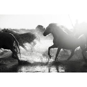 Umělecká fotografie Wild White Horses of Camargue running in water, Francesco Riccardo Iacomino, (40 x 26.7 cm)