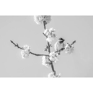 Umělecká fotografie House sparrow(Passer domesticus), Vincent Pommeyrol, (40 x 26.7 cm)