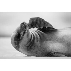 Umělecká fotografie Mono close-up of crabeater seal scratching, Nick Dale / 500px, (40 x 26.7 cm)