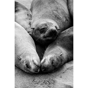 Umělecká fotografie Three Cape Fur Seals sleeping at, Jason Jones Travel Photography, (26.7 x 40 cm)