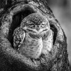 Umělecká fotografie Close-up portrait of owl perching on, Nick Dale / 500px, (40 x 40 cm)