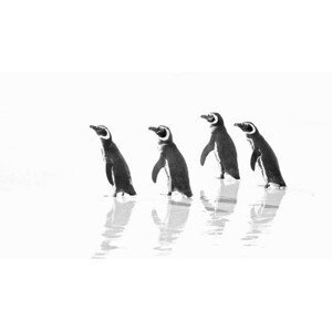 Umělecká fotografie Magellanic Penguin Marching Out to Sea, Vicki Jauron, Babylon and Beyond Photography, (40 x 22.5 cm)