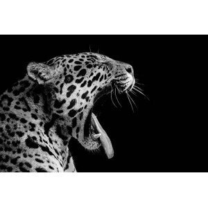Umělecká fotografie Jaguar, Stephen Bridson Photography, (40 x 26.7 cm)