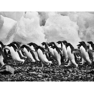 Umělecká fotografie Adelie penguins walking over rocks along, Jocelyn Michel, (40 x 30 cm)