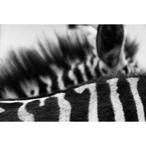 Umělecká fotografie Art of Zebra Stripes and Mane, Vicki Jauron, Babylon and Beyond Photography, (40 x 26.7 cm)