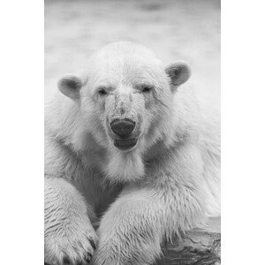 Umělecká fotografie Close-up portrait of polar bear, HENLLY TATA / 500px, (26.7 x 40 cm)
