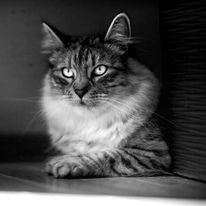 Umělecká fotografie Close-up portrait of cat sitting, Mariusz Chlebowicz / 500px, (40 x 40 cm)