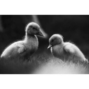 Umělecká fotografie Close-up of ducklings perching on field,Costa Rica, Ana LGN / 500px, (40 x 26.7 cm)