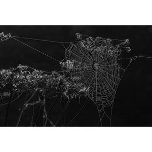 Umělecká fotografie Spiders web, Alan Tunnicliffe Photography, (40 x 26.7 cm)