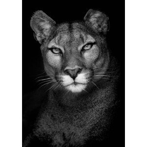 Umělecká fotografie Portrait of a Puma, Andy Smith, (26.7 x 40 cm)
